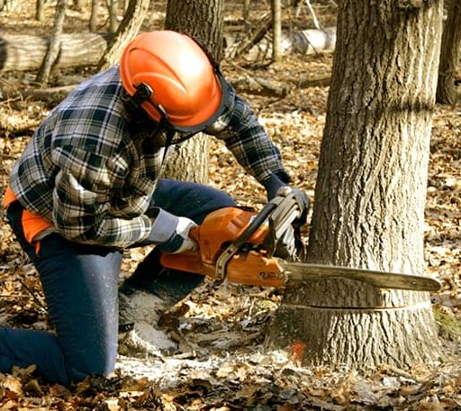 Tree Removal in Bar Harbor, ME